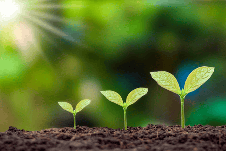 seeds growing in dirt with sun shining